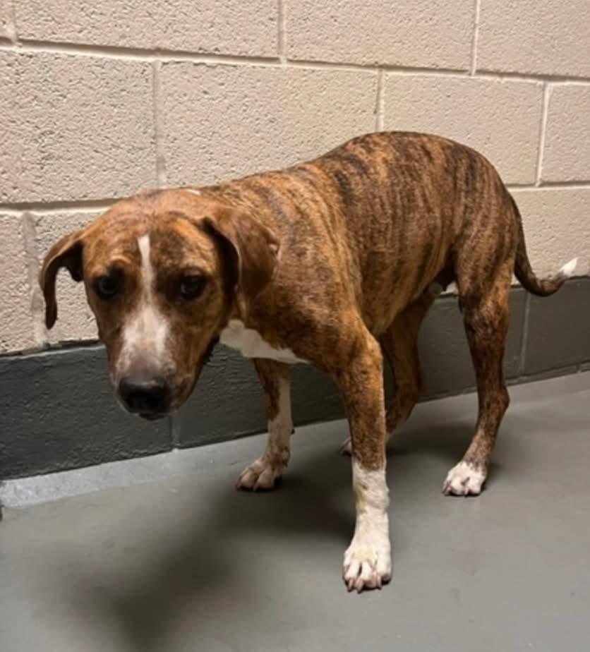 Enlarge Lacey, a Adoptable mixed breed in Statesville, NC image 3/4