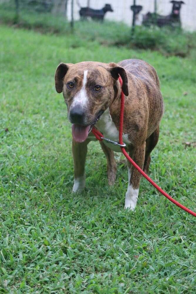 Enlarge Lacey, a Adoptable mixed breed in Statesville, NC image 4/4