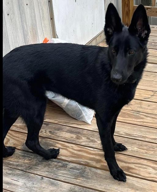 Enlarge Lore, a Adoptable German Shepherd Dog in Springfield, VA image 1/1