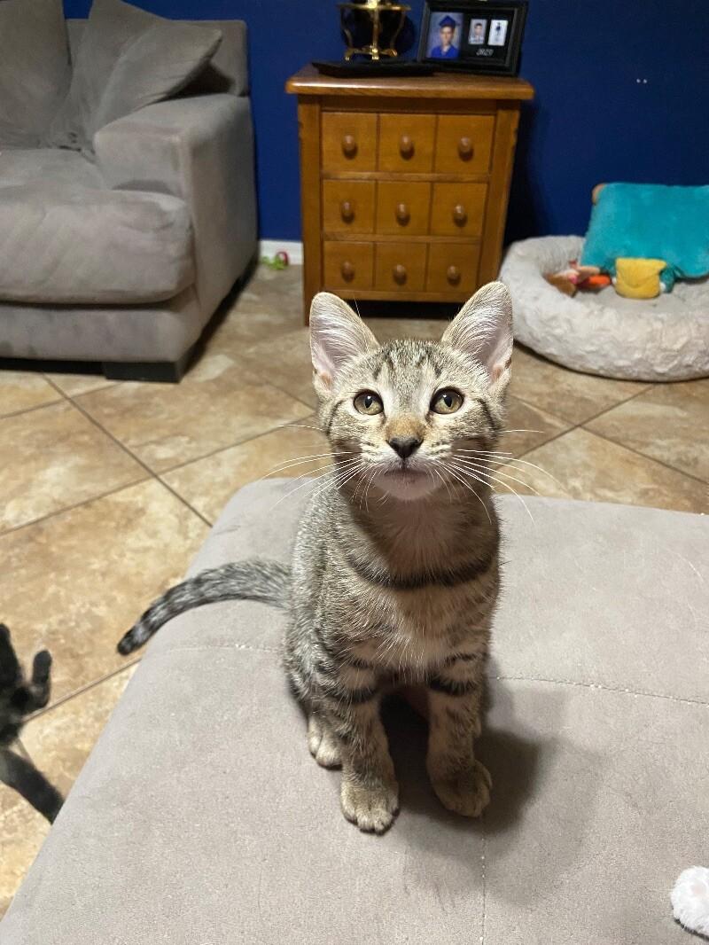Bob ⭐️PROMOTION⭐️ Minions Litter, Adoptable, Young Male Tabby.