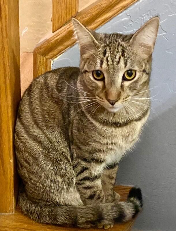 Enlarge Bob - BONDED with Kevin, a Adoptable mixed breed in Anthem, AZ image 3/6