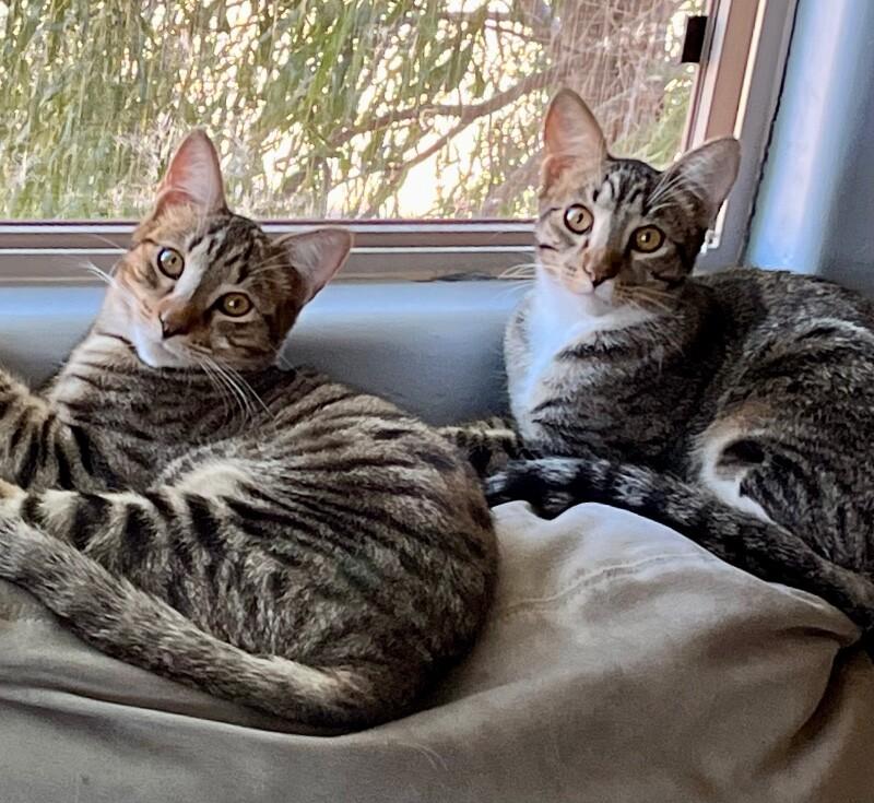 Enlarge Bob - BONDED with Kevin, a Adoptable mixed breed in Anthem, AZ image 4/6