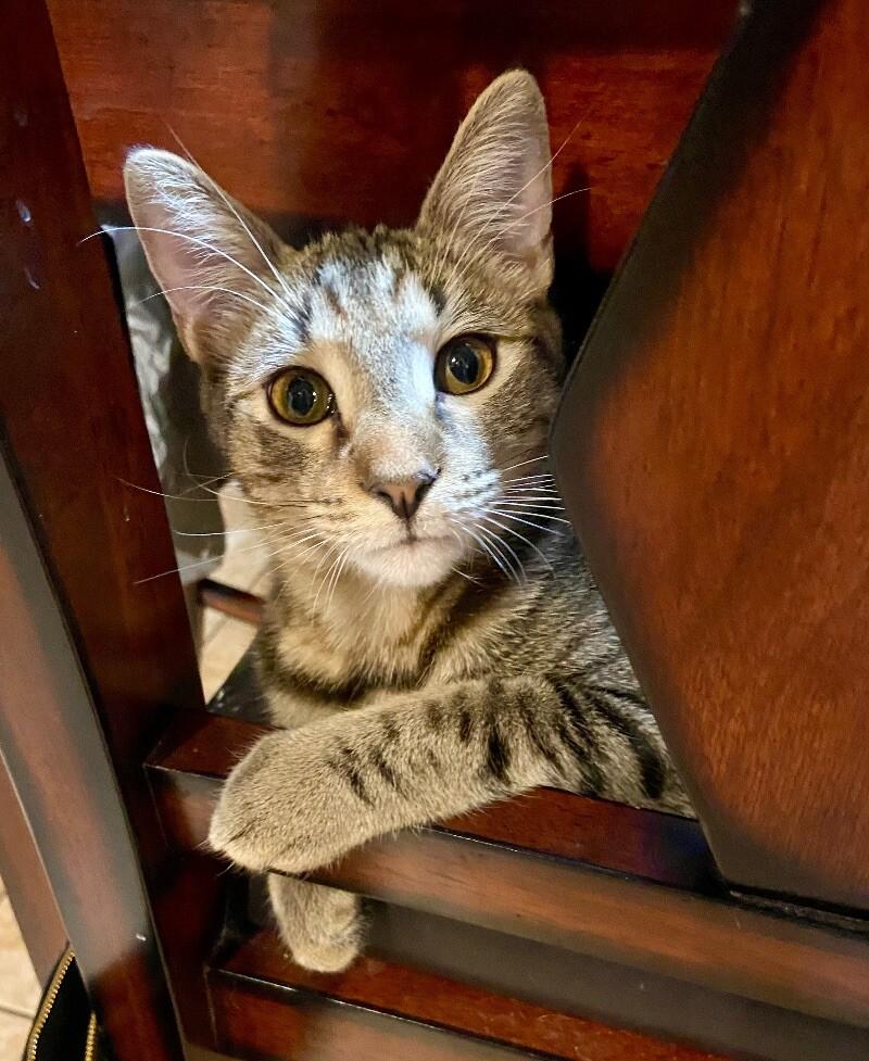 Enlarge Bob - BONDED with Kevin, a Adoptable mixed breed in Anthem, AZ image 6/6