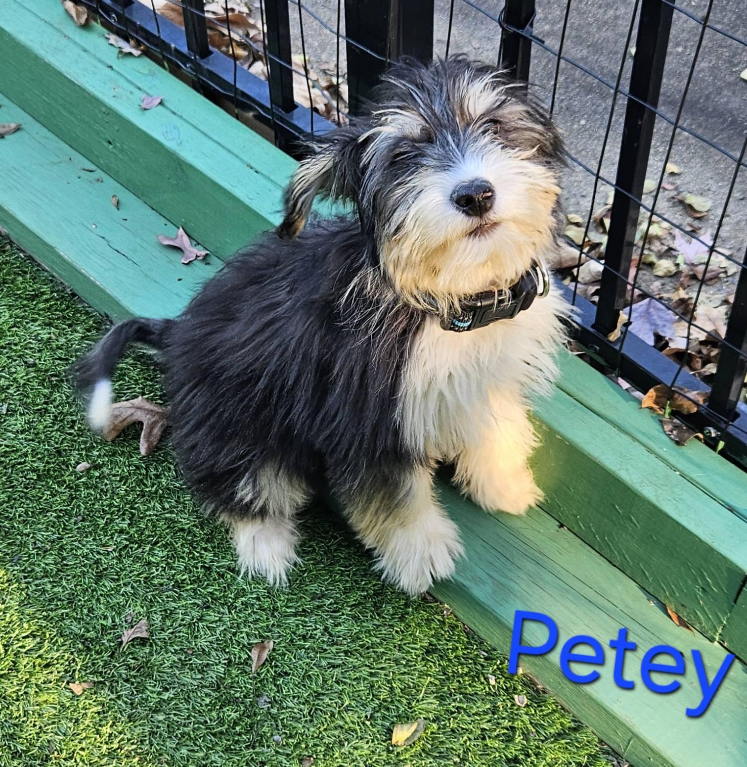 Petey, Adopted, Puppy Male Schnauzer.