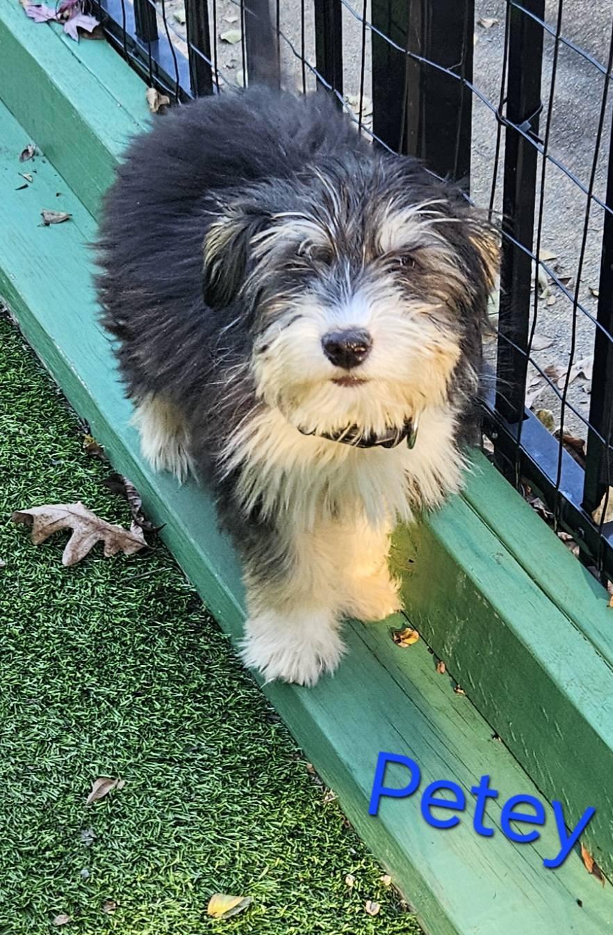 Enlarge Petey, a Adopted mixed breed in Mount Pleasant, NC image 2/2