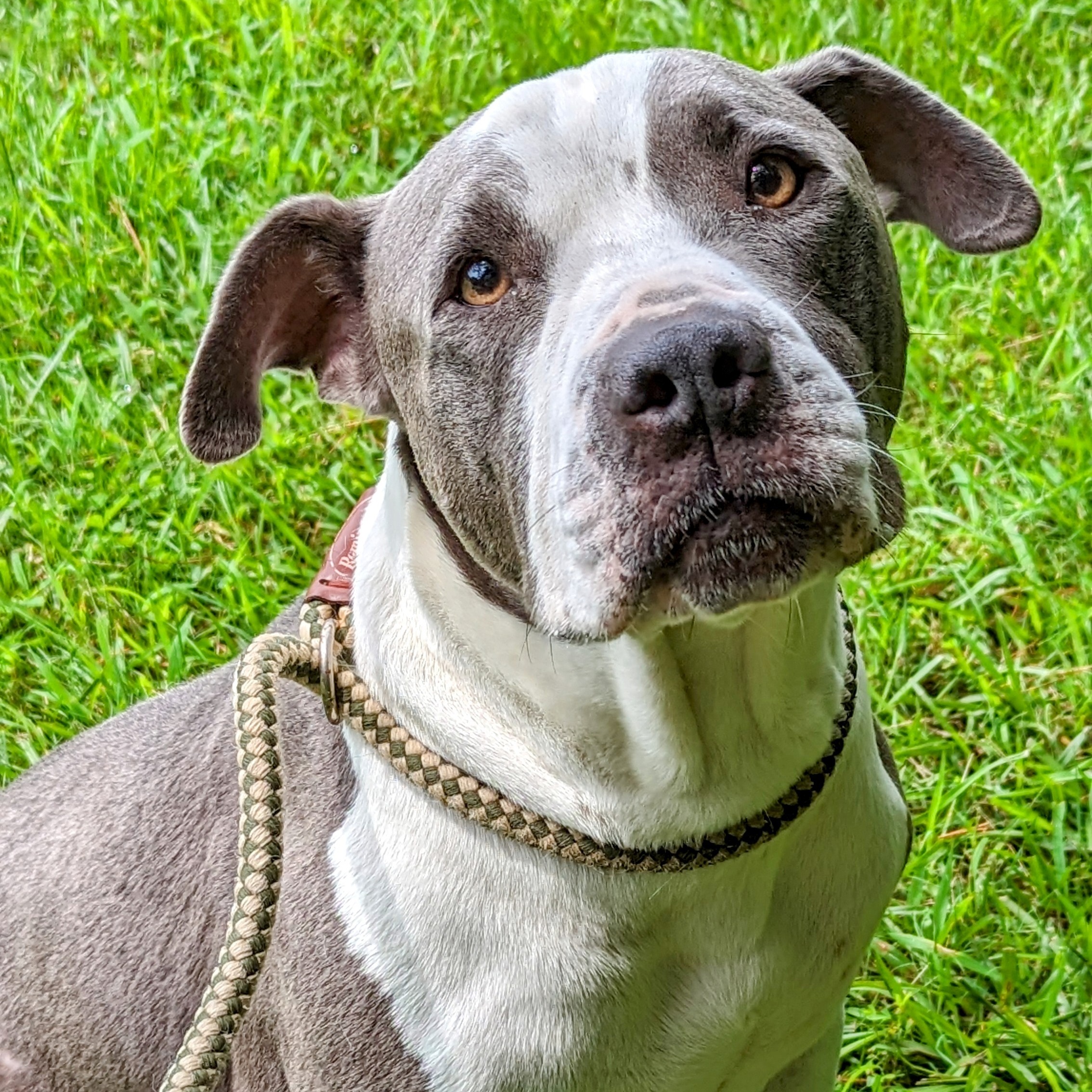 Woodrow, Adult Male Pit Bull Terrier