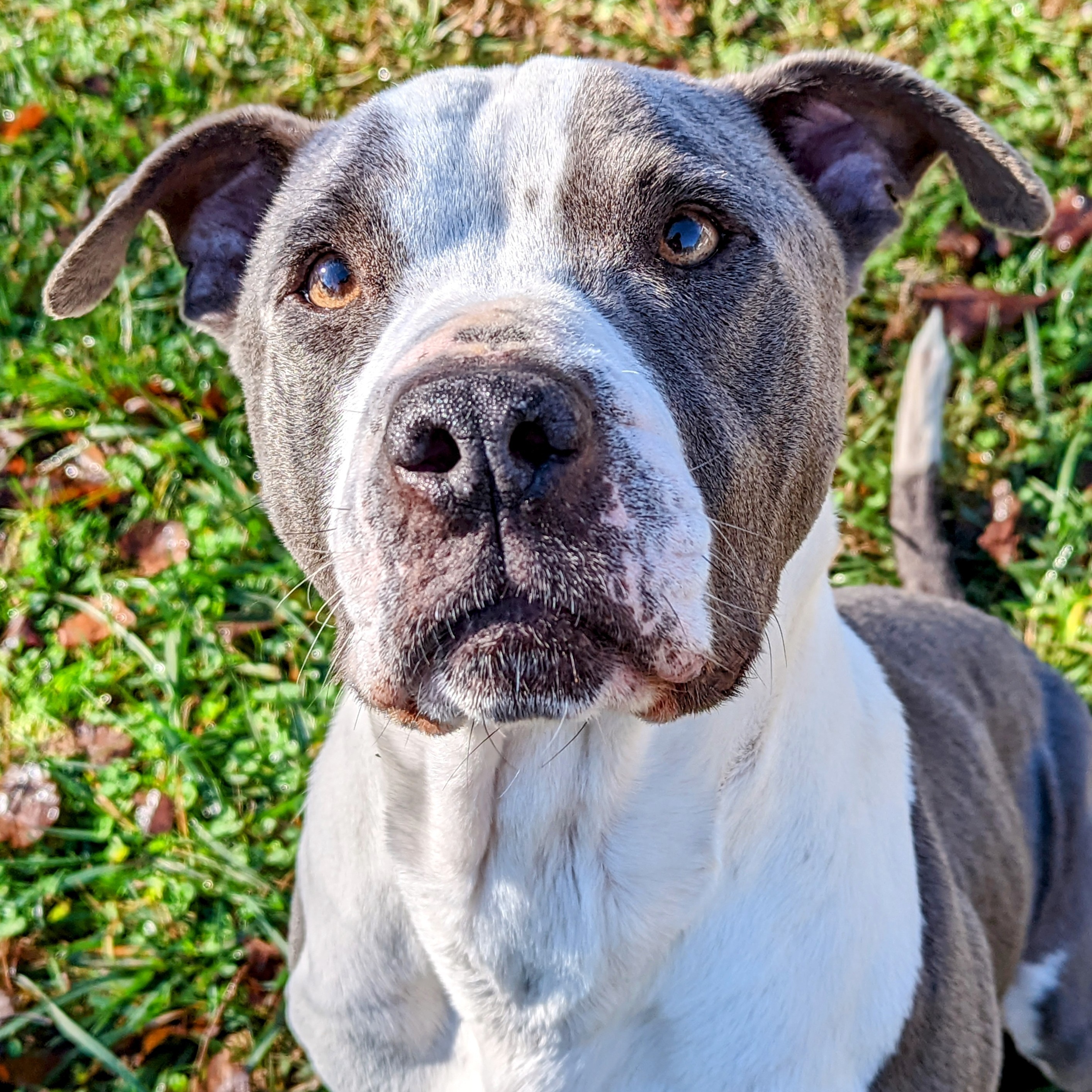 Enlarge Woodrow, a Adoptable mixed breed in Sautee Nacoochee, GA image 10/13