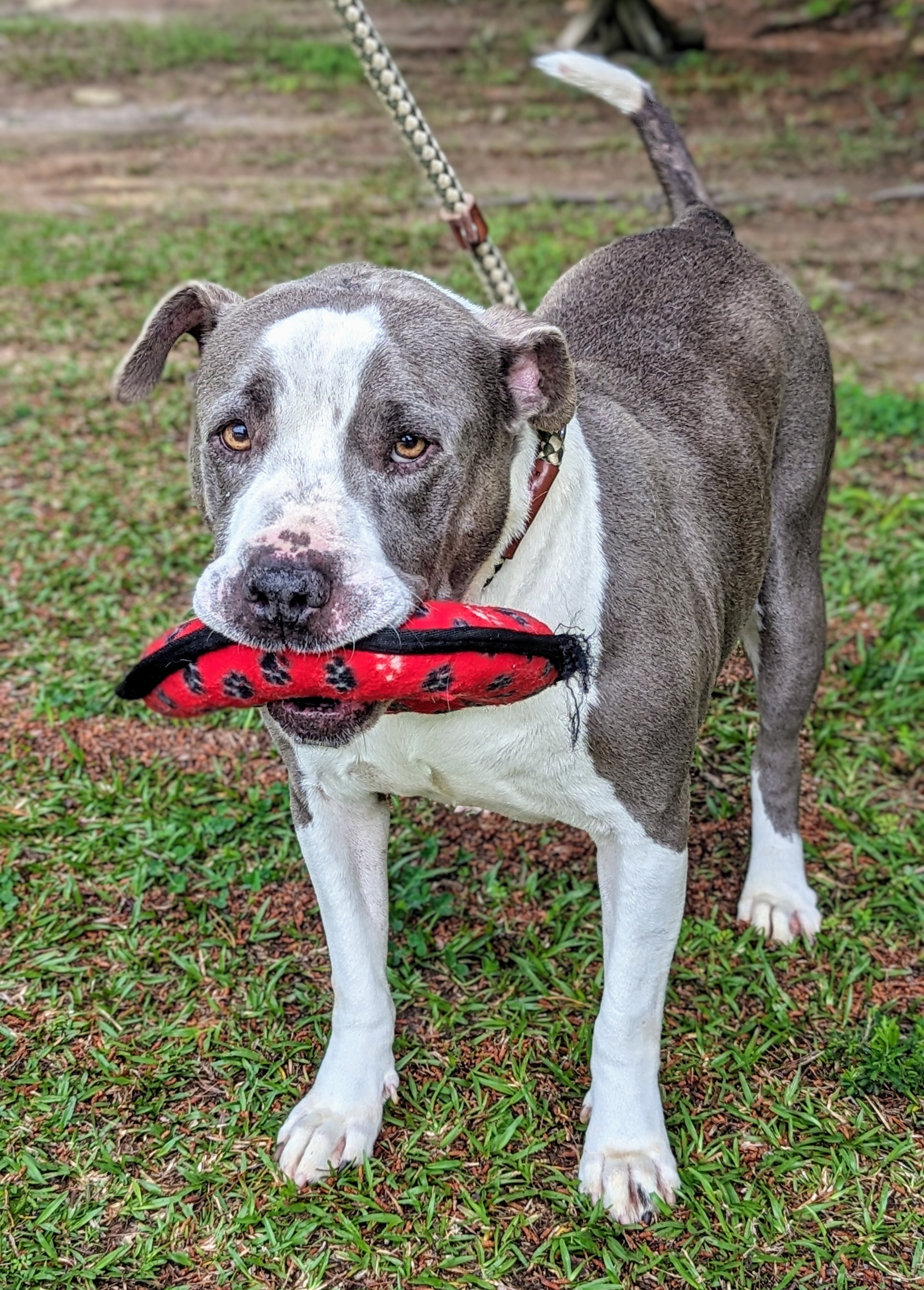 Enlarge Woodrow, a Adoptable mixed breed in Sautee Nacoochee, GA image 13/13