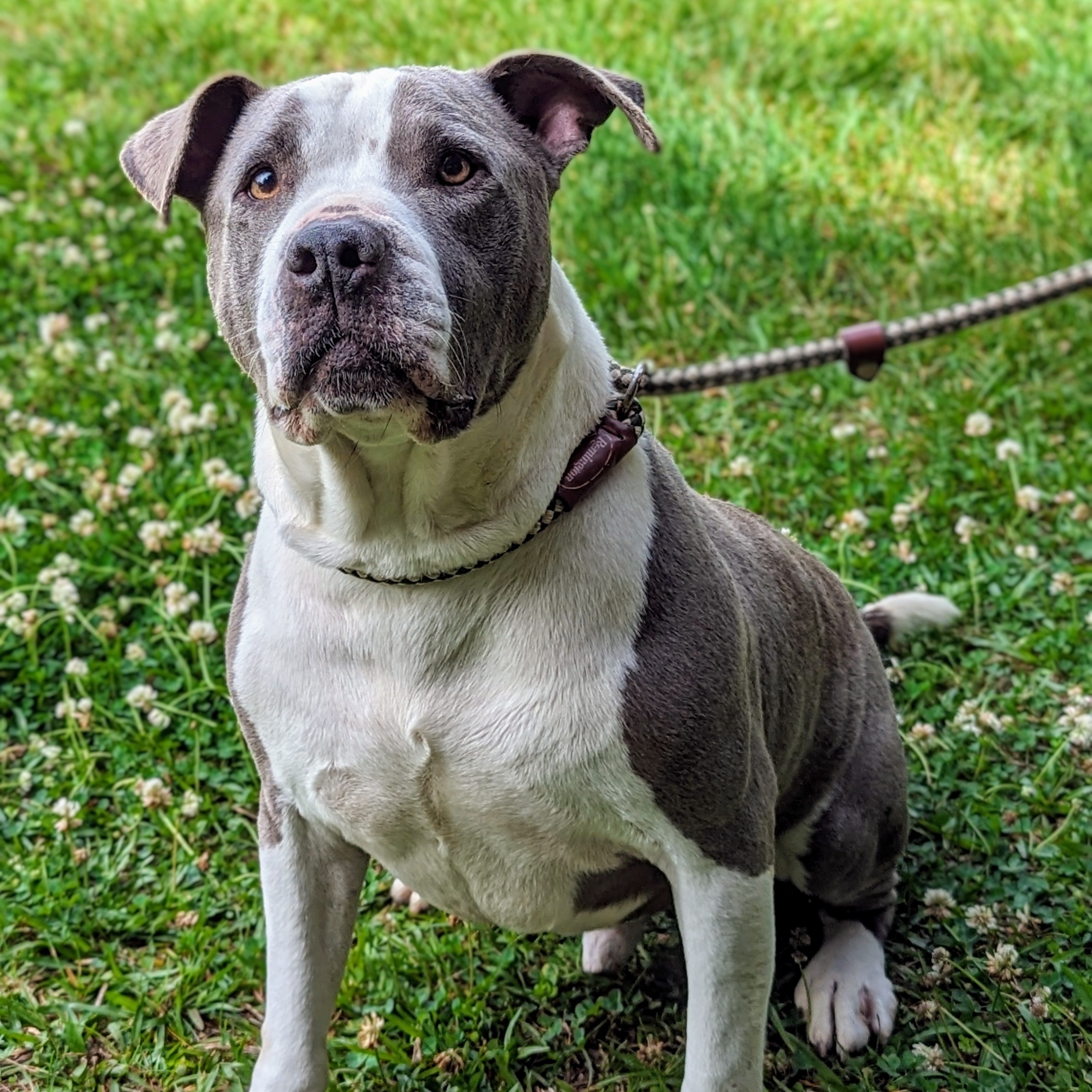 Enlarge Woodrow, a Adoptable mixed breed in Sautee Nacoochee, GA image 9/13