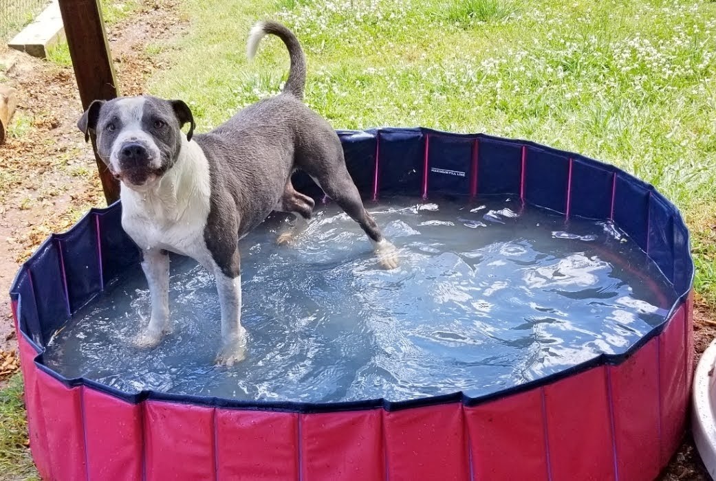 Enlarge Woodrow, a Adoptable mixed breed in Sautee Nacoochee, GA image 12/13