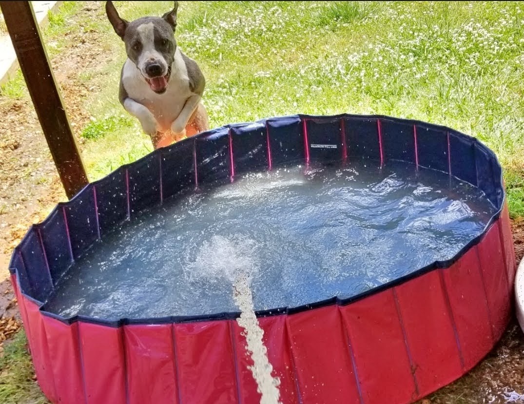 Enlarge Woodrow, a Adoptable mixed breed in Sautee Nacoochee, GA image 11/13