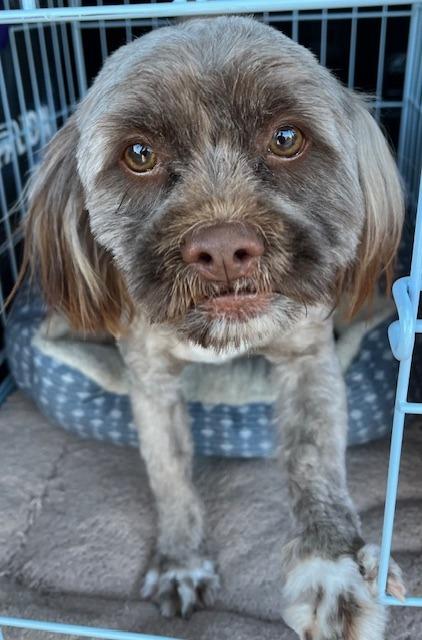 Mochi, Adoptable, Young Male Shih Tzu.