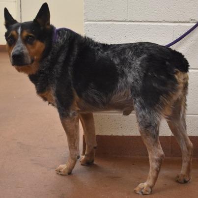 Enlarge Hondo, a Adoptable Australian Cattle Dog / Blue Heeler in Spanish Fork, UT image 1/2
