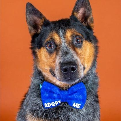 Enlarge Hondo, a Adoptable Australian Cattle Dog / Blue Heeler in Spanish Fork, UT image 2/2