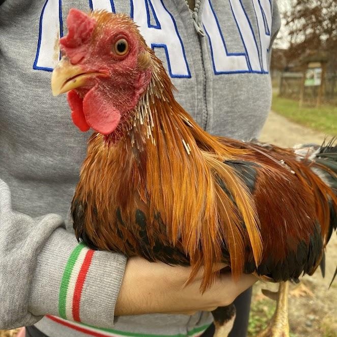 Holling, a Adoptable Chicken in Ravenna, OH image 2/4