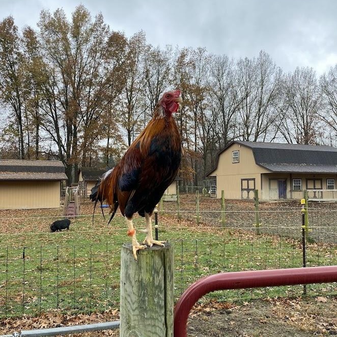 Holling, a Adoptable Chicken in Ravenna, OH image 3/4
