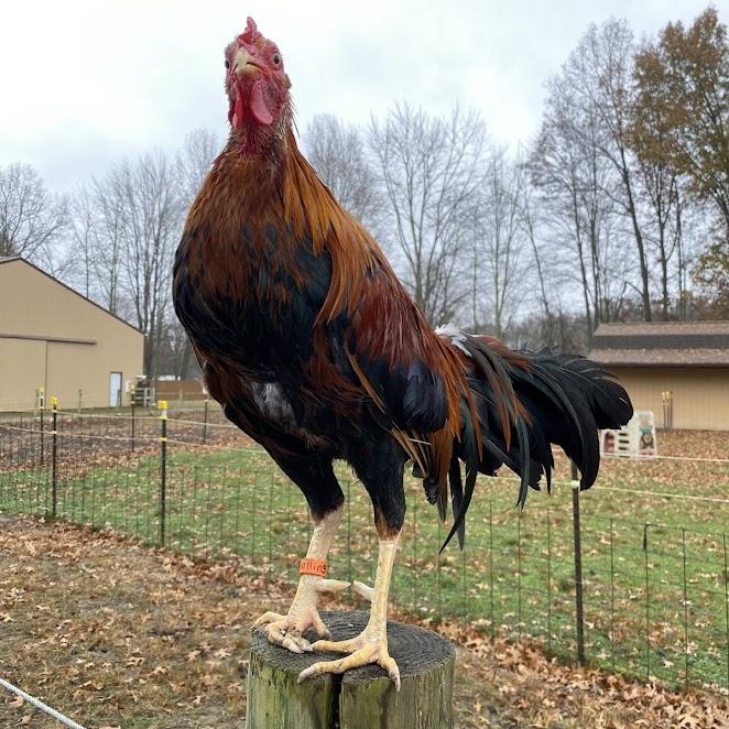 Holling, a Adoptable Chicken in Ravenna, OH image 4/4