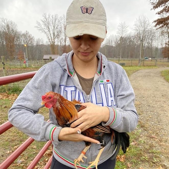 Holling, Adoptable, Adult Male Chicken.