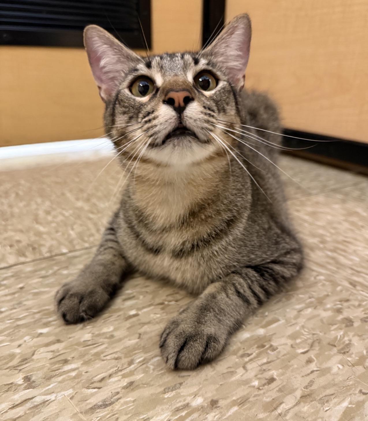 Ziggie (bonded to pixie), adopted, Kitten Male Domestic Short Hair.