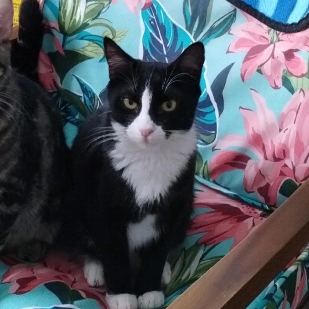 Sadie, Adoptable, Adult Female American Shorthair.
