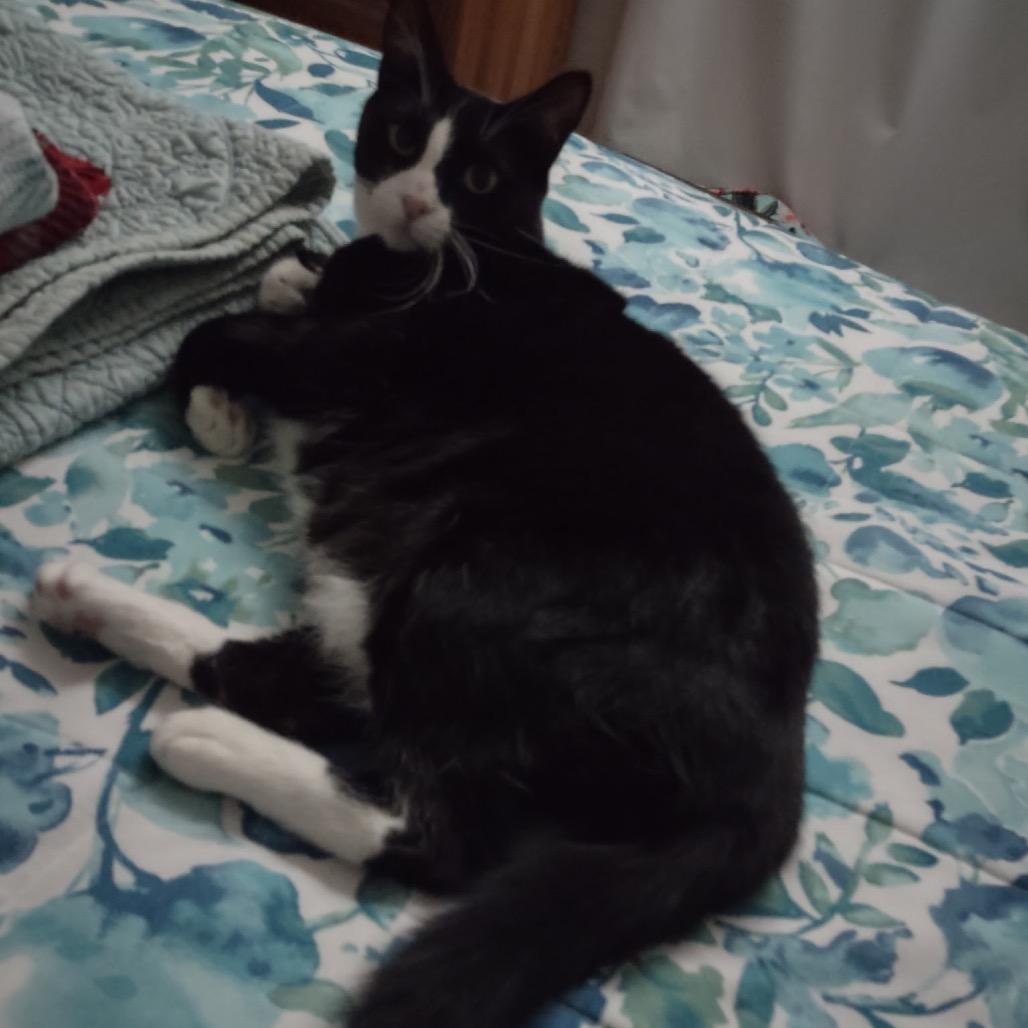 Enlarge Sadie, a Adoptable American Shorthair in Garden Grove, CA image 2/2