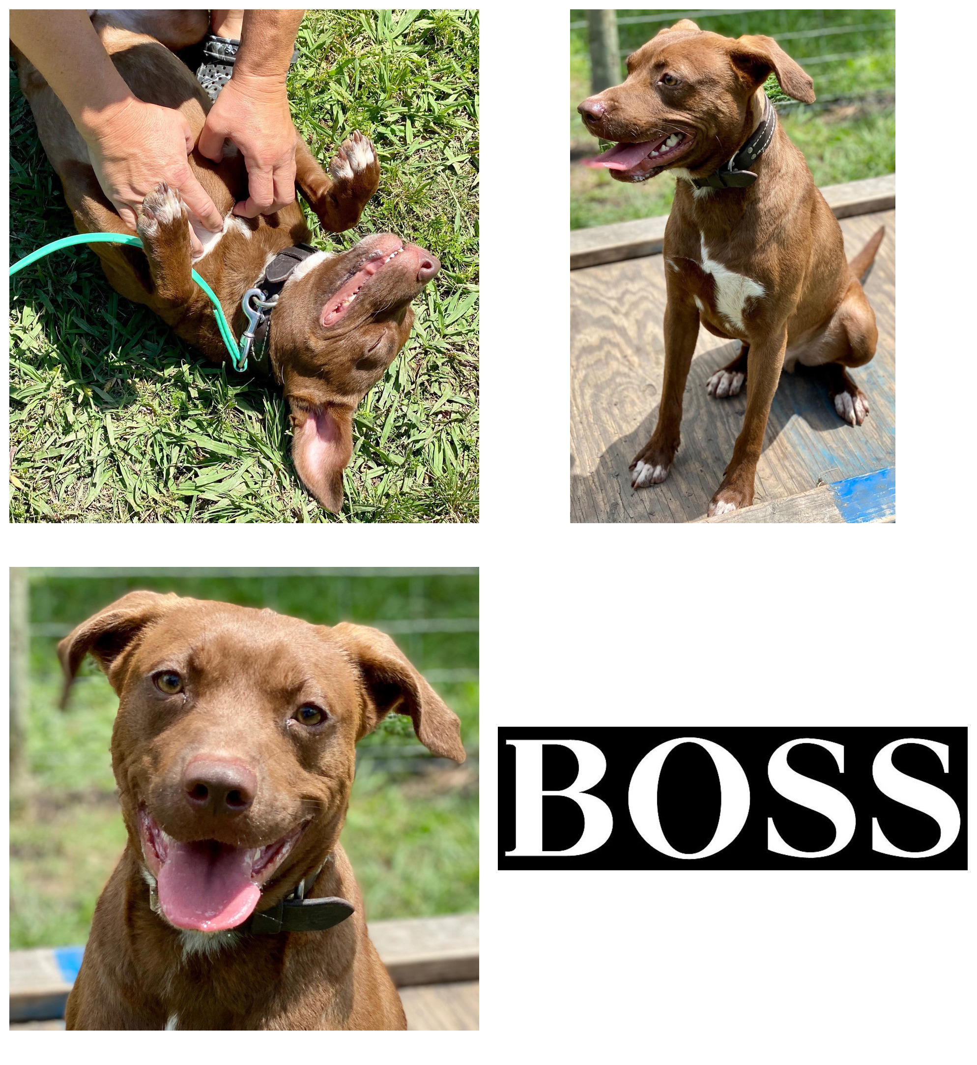BOSS, a Adoptable mixed breed in Dallas, TX image 2/4