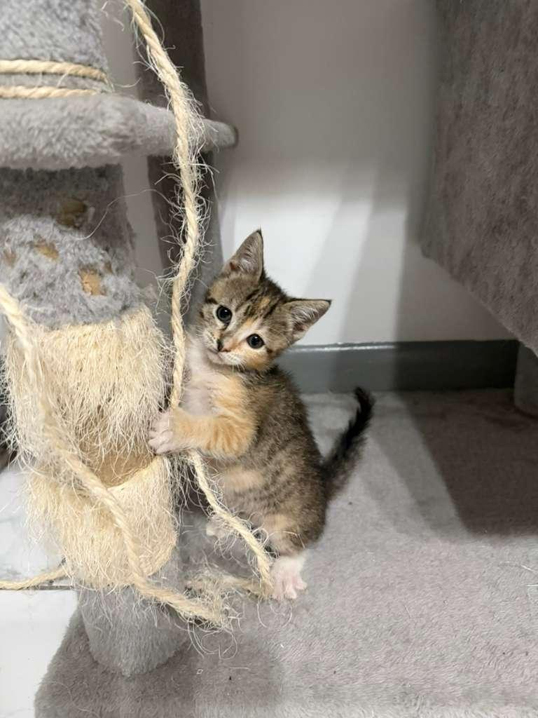 Vesper, an adopted Domestic Short Hair in Melbourne , FL image 2/3