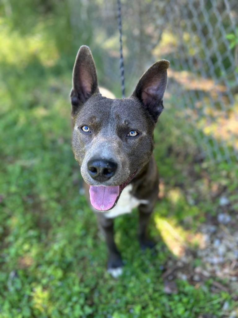 Diego, Adoptable, Young Male Pit Bull Terrier.