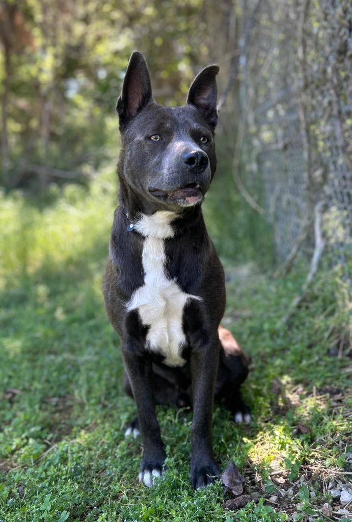 Enlarge Diego, a Adoptable Pit Bull Terrier in Russellville, KY image 2/3