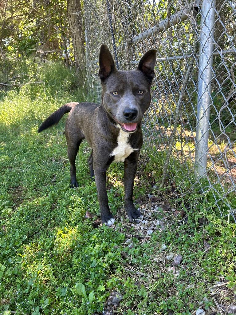Enlarge Diego, a Adoptable Pit Bull Terrier in Russellville, KY image 3/3