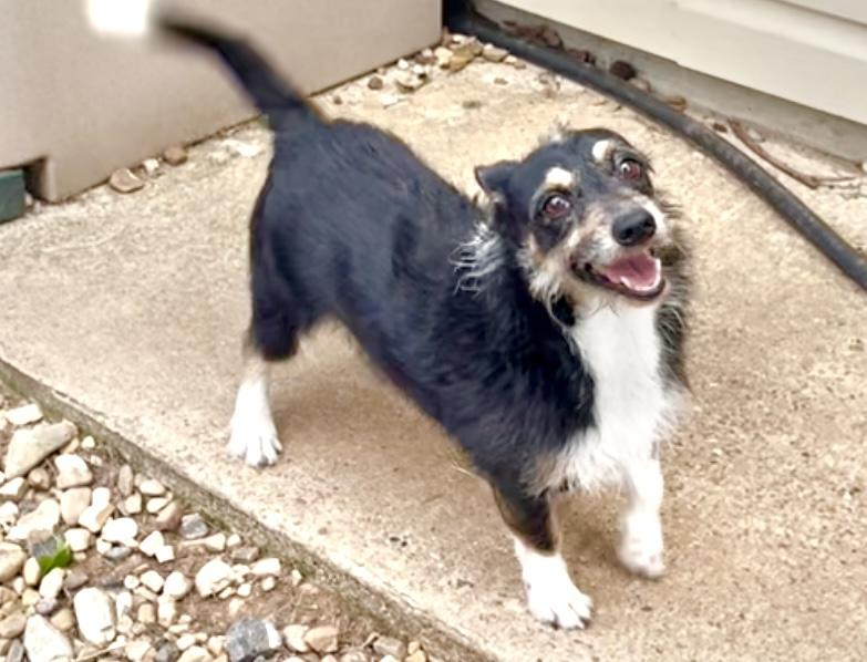 Daddio aka Dad in Texarkana TX, a Adoptable mixed breed in Texarkana, TX image 2/3