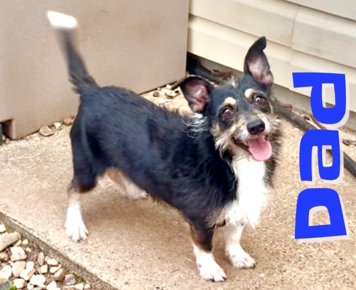 Daddio aka Dad in Texarkana TX, a Adoptable mixed breed in Texarkana, TX image 1/3