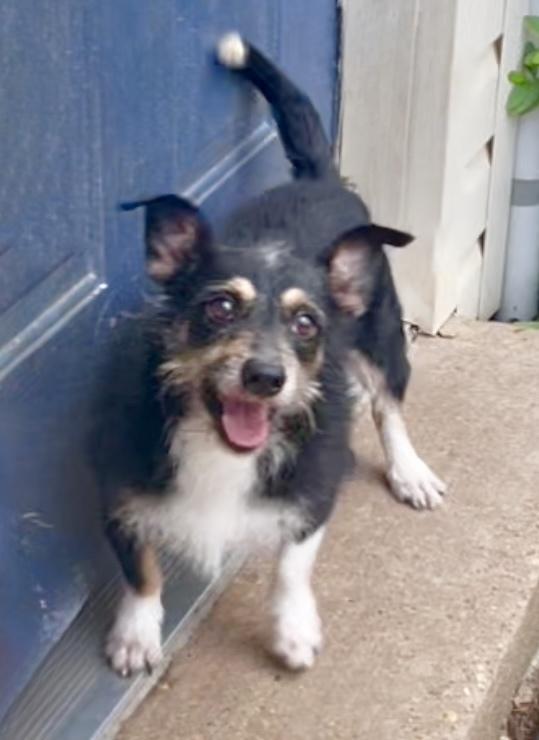 Daddio aka Dad in Texarkana TX, a Adoptable mixed breed in Texarkana, TX image 3/3