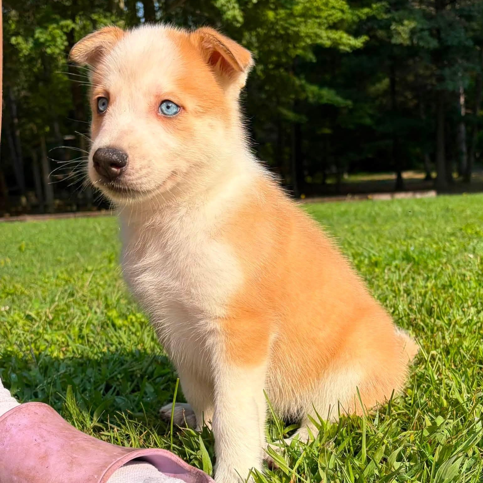Enlarge Bee, a ADOPTABLE Mixed Breed in Alma, MI image 1/2