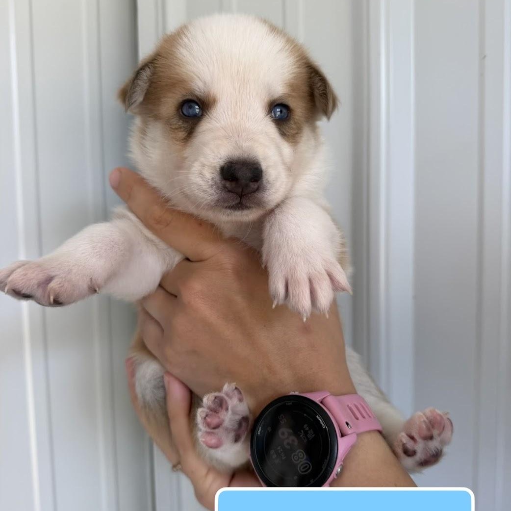 Bee, ADOPTABLE, Puppy Male Mixed Breed.
