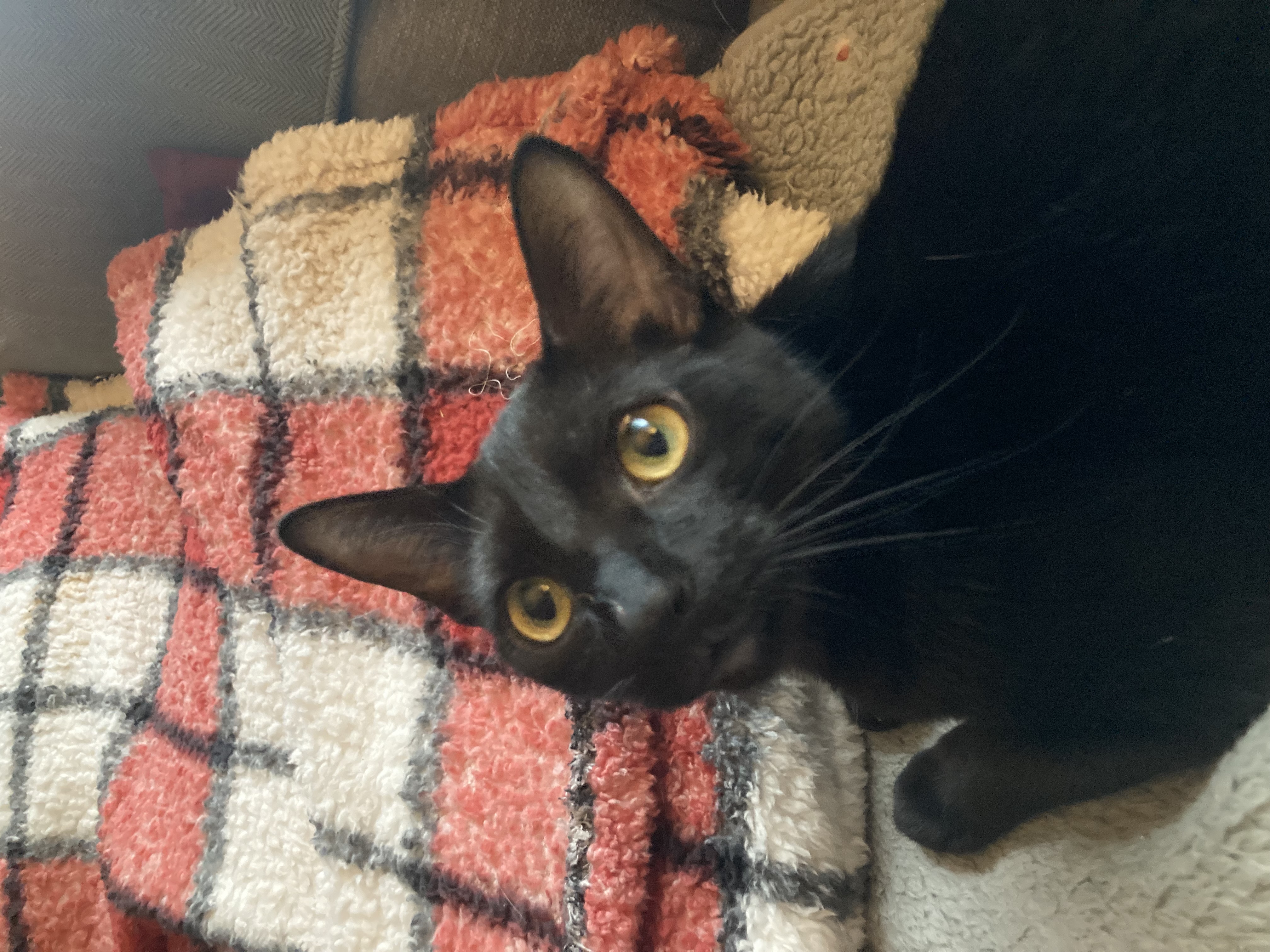 Diane, Adoptable, Young Female Domestic Short Hair.