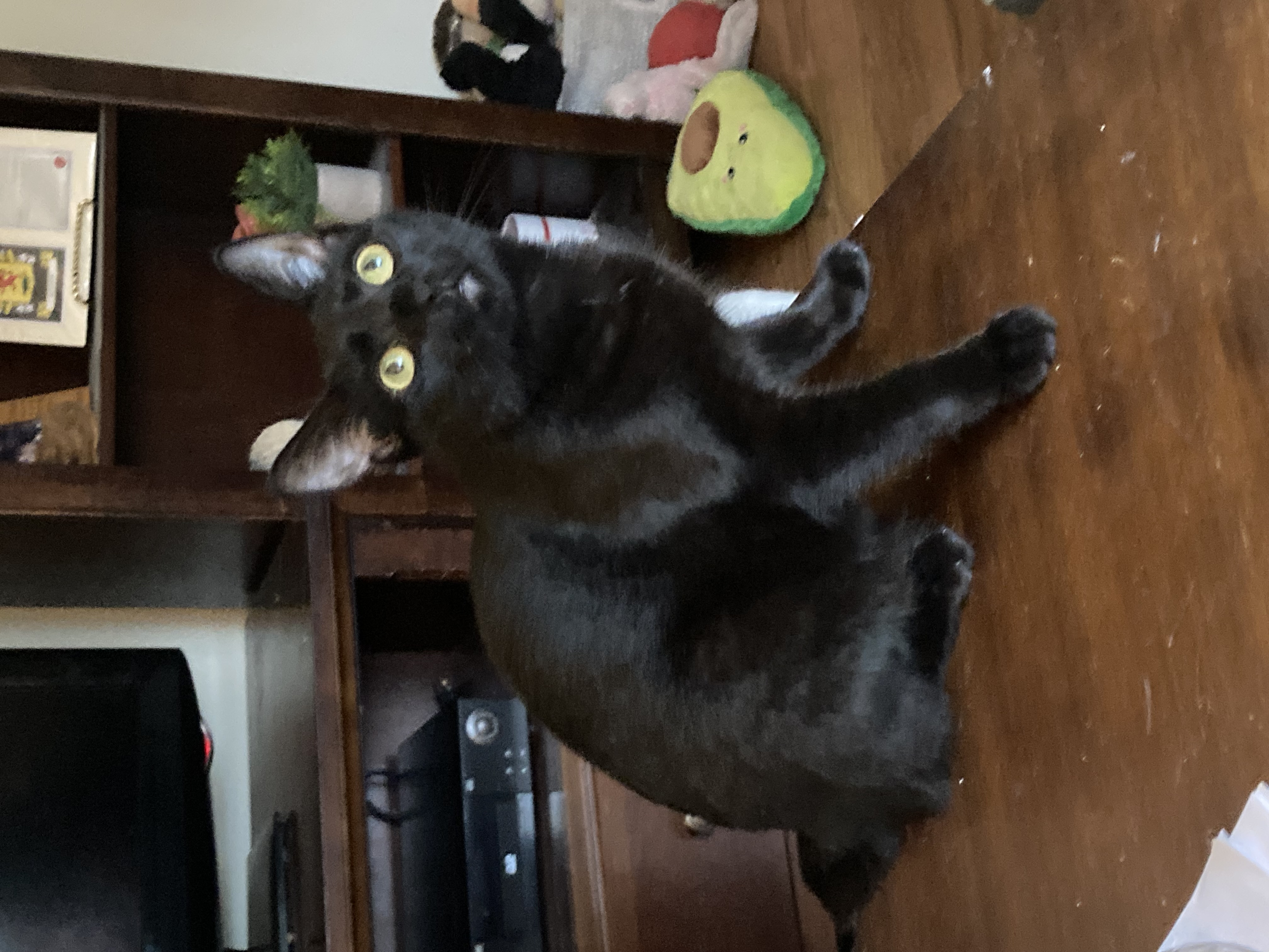 Enlarge Diane, a Adoptable Domestic Short Hair in Cleveland, OH image 2/3