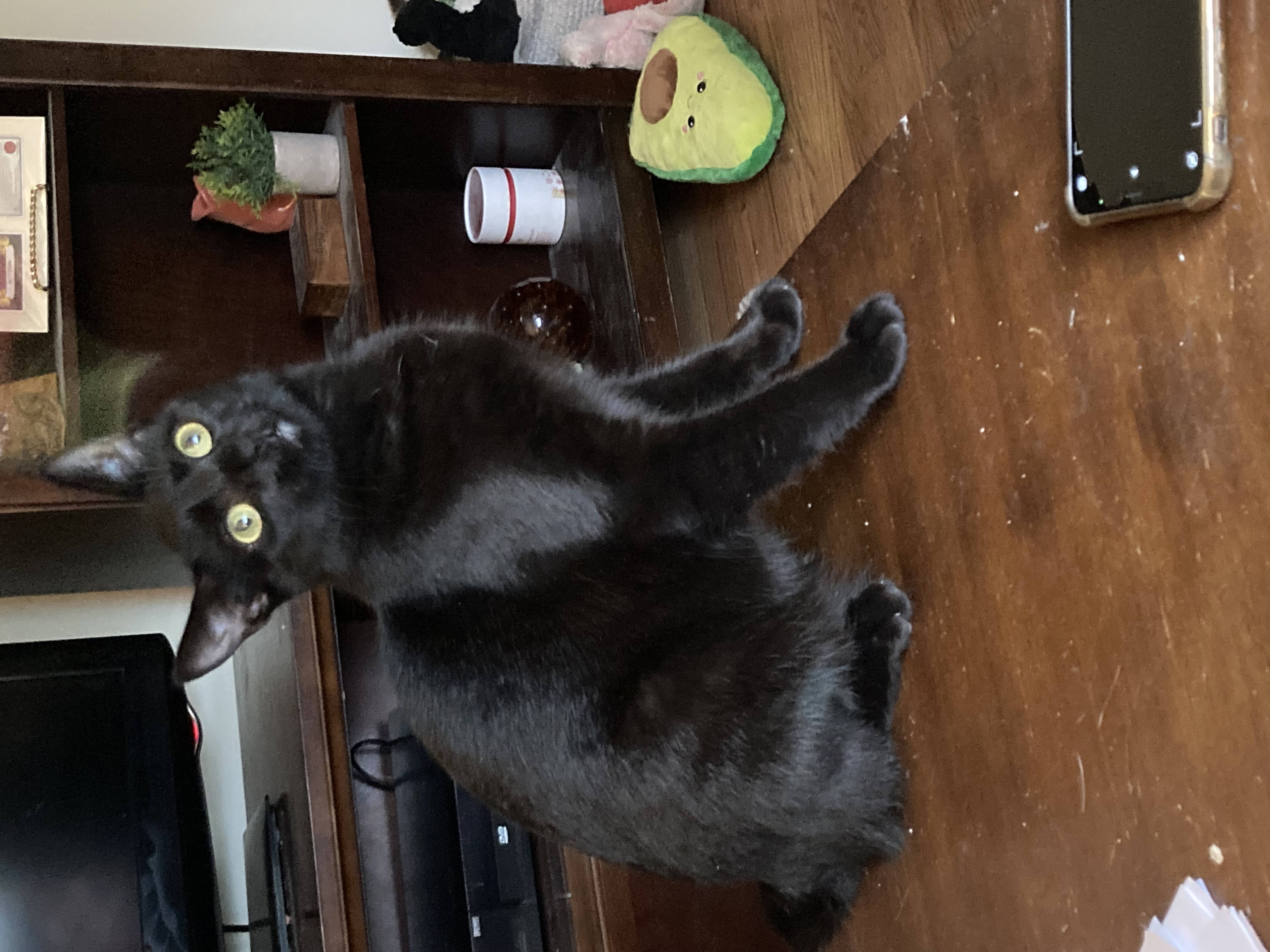 Enlarge Diane, a Adoptable Domestic Short Hair in Cleveland, OH image 3/3