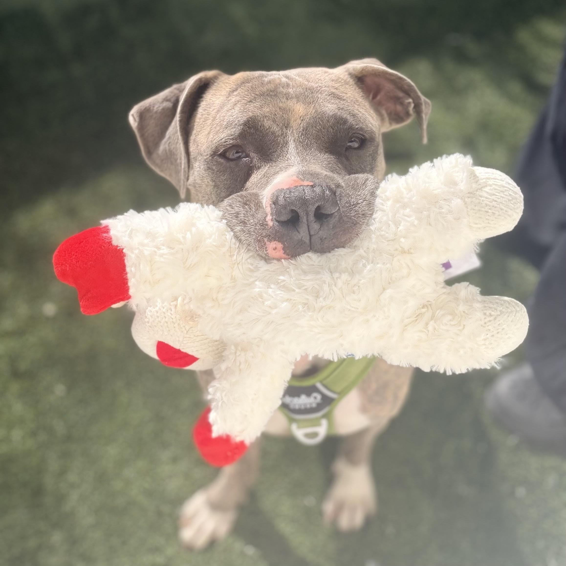 Enlarge Hugo, a ADOPTABLE mixed breed in Huntington Beach, CA image 1/2