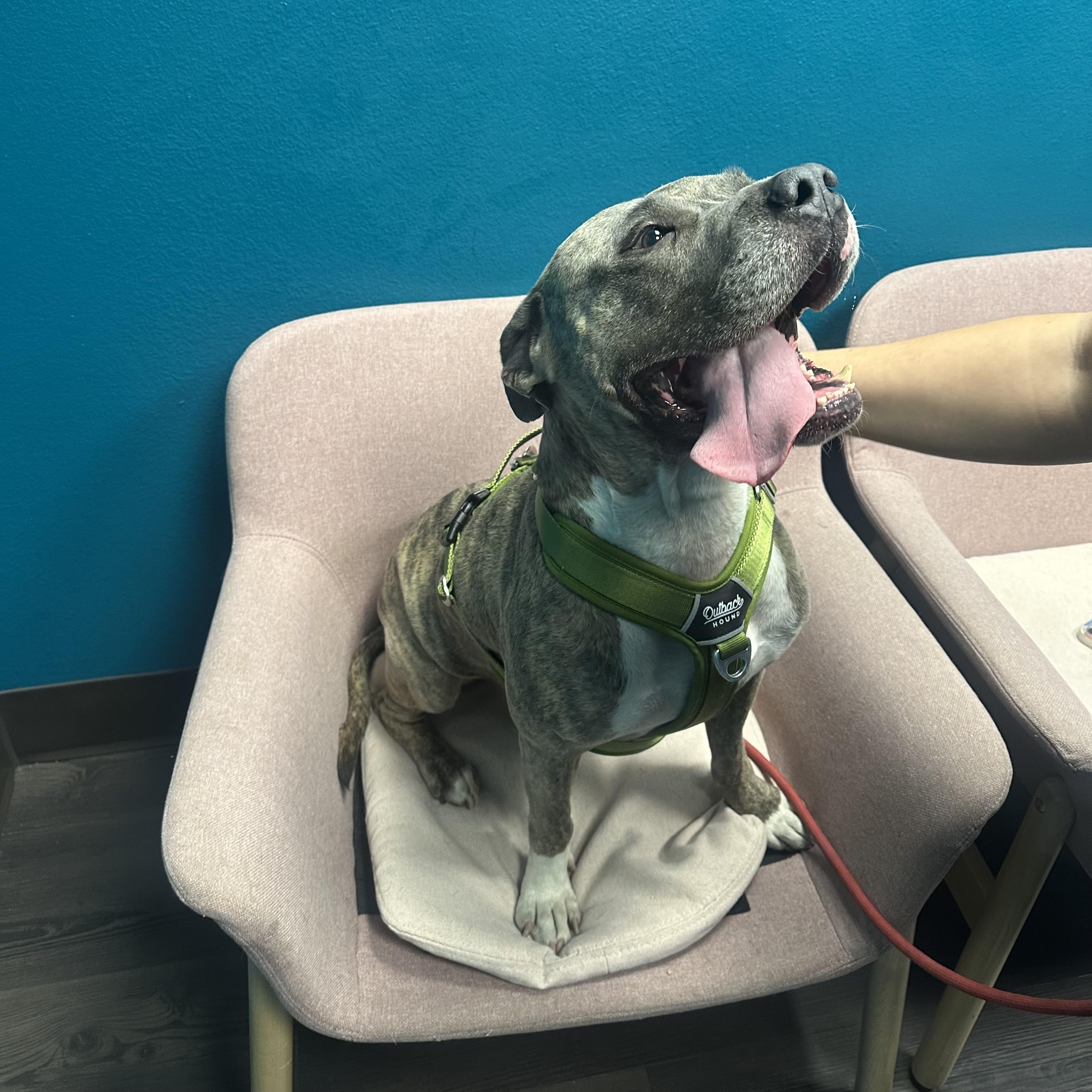 Enlarge Hugo, a ADOPTABLE mixed breed in Huntington Beach, CA image 2/2