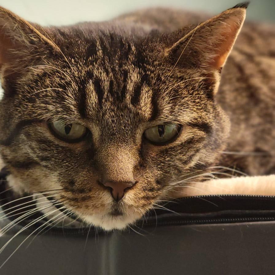 Enlarge Gracie, a Adoptable Domestic Short Hair in Milan, IL image 1/1