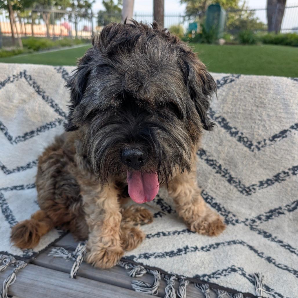 Enlarge Cuddles- City of Industry Location, a Adoptable mixed breed in Chino Hills, CA image 1/6