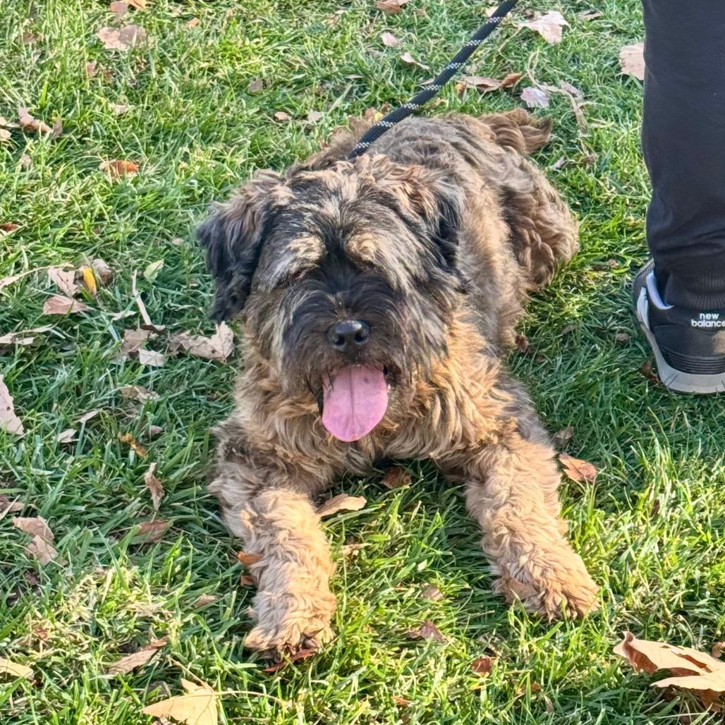 Enlarge Cuddles- City of Industry Location, a Adoptable mixed breed in Chino Hills, CA image 2/6