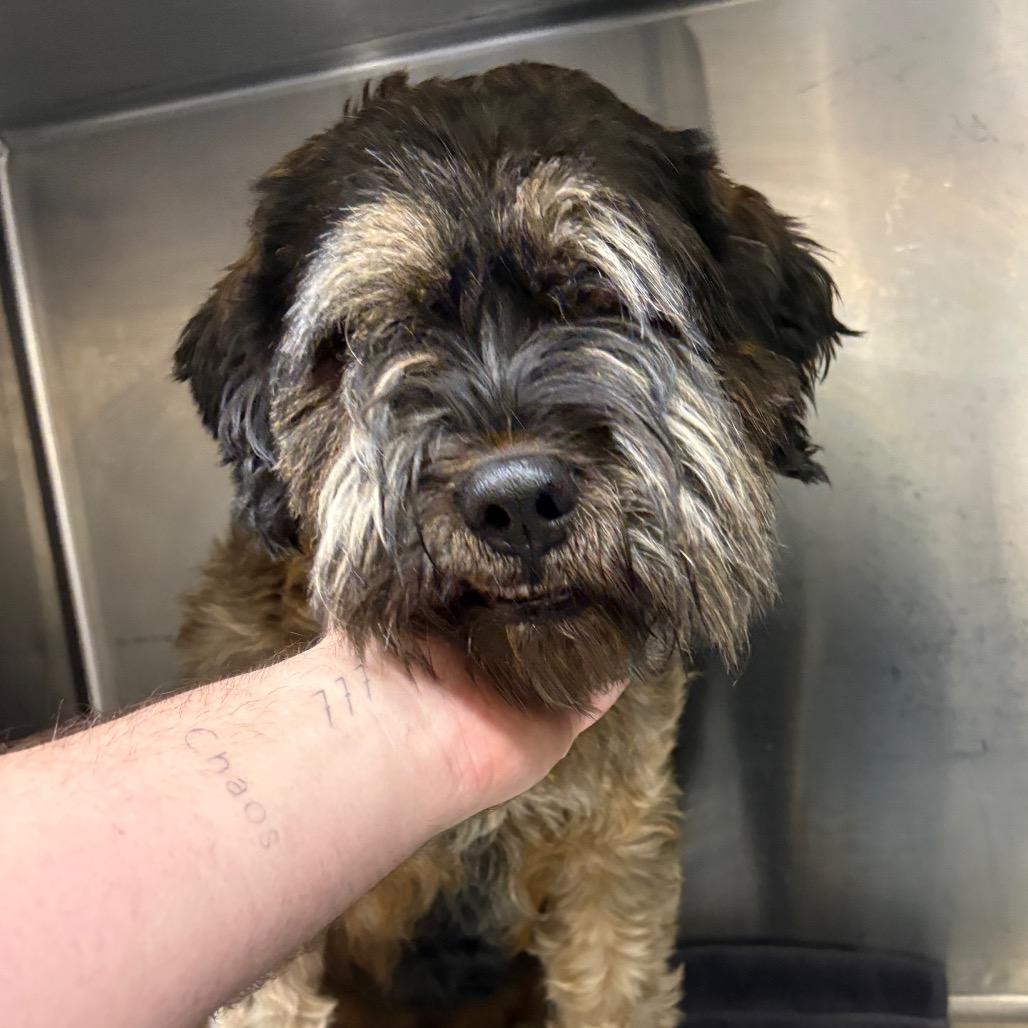 Enlarge Cuddles- City of Industry Location, a Adoptable mixed breed in Chino Hills, CA image 3/6