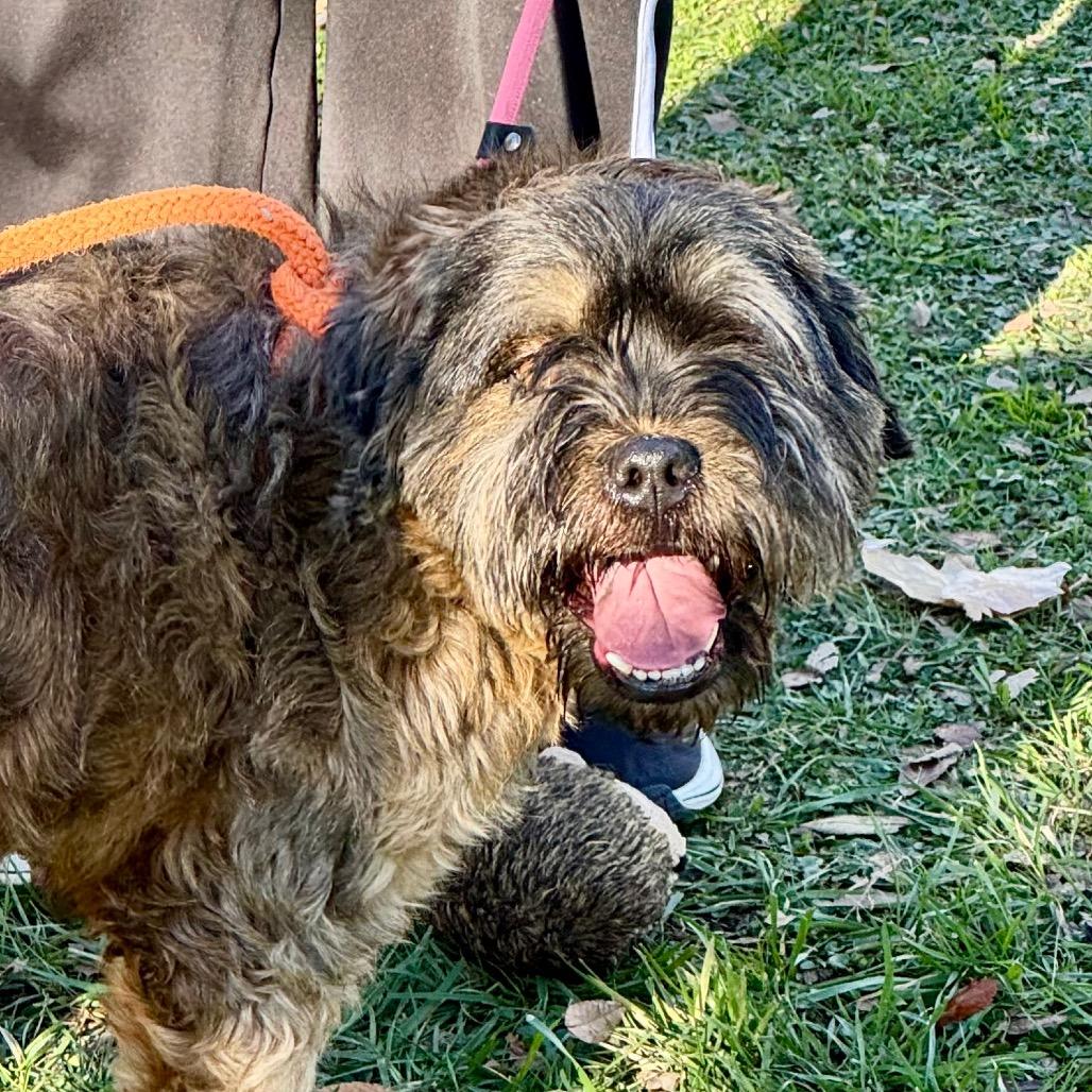 Enlarge Cuddles- City of Industry Location, a Adoptable mixed breed in Chino Hills, CA image 4/6