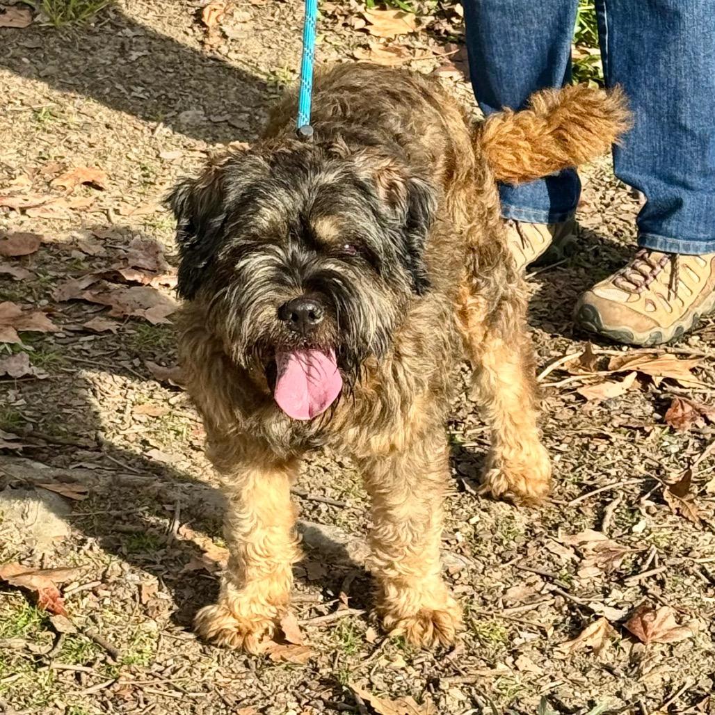 Enlarge Cuddles- City of Industry Location, a Adoptable mixed breed in Chino Hills, CA image 5/6