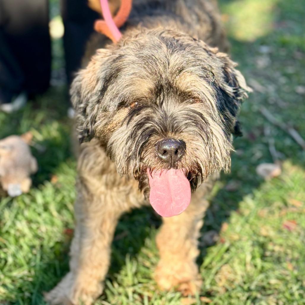 Enlarge Cuddles- City of Industry Location, a Adoptable mixed breed in Chino Hills, CA image 6/6