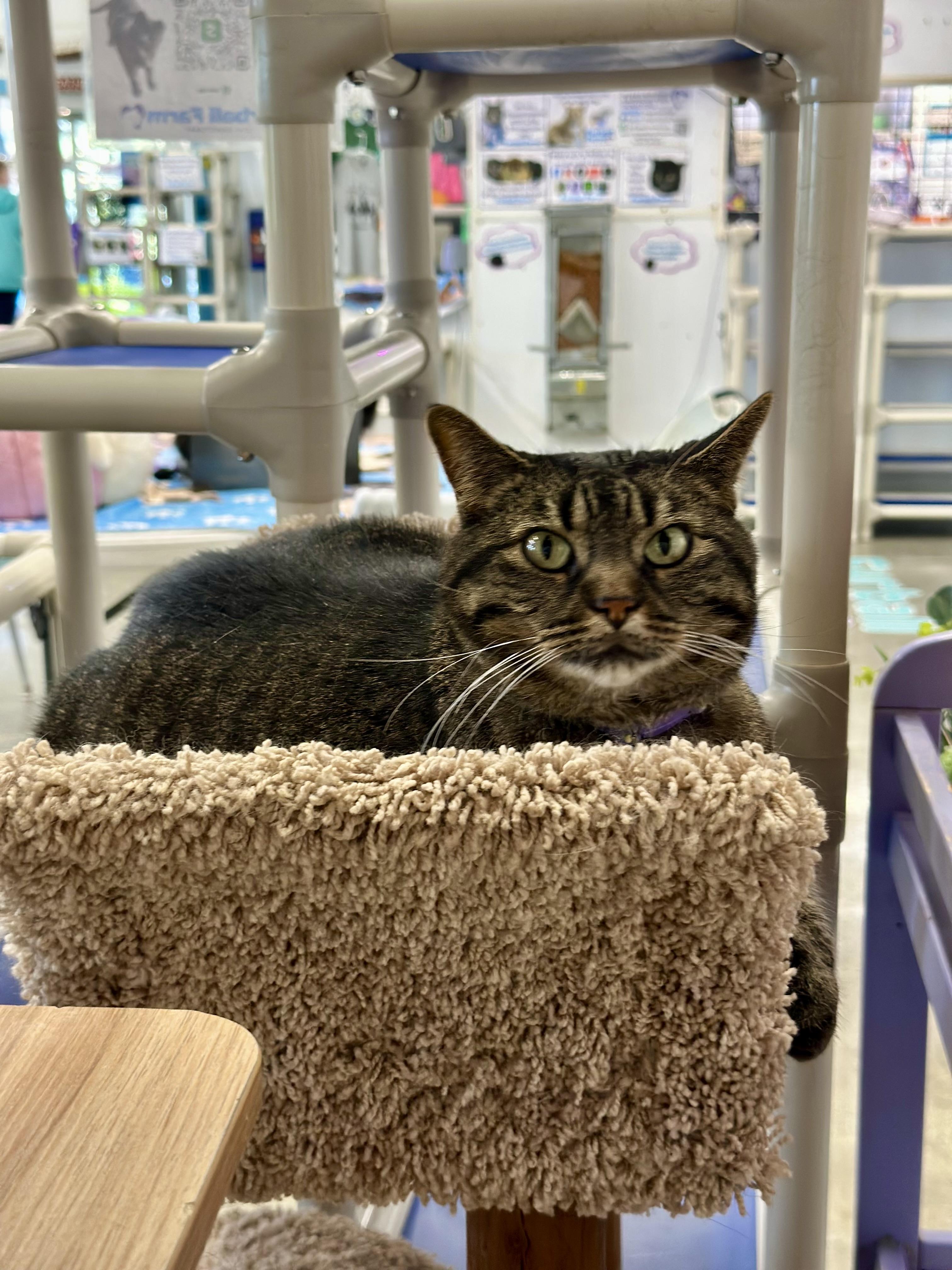 Enlarge Kristin Marie, a Adoptable Domestic Short Hair in Faribault, MN image 2/3
