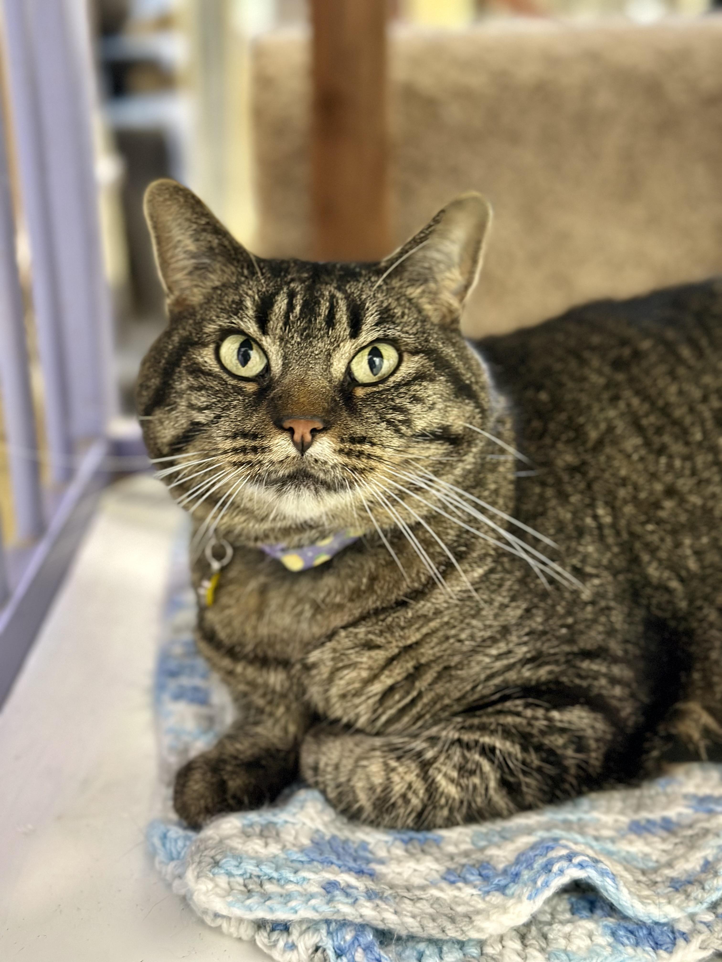 Kristin Marie, Adoptable, Adult Female Domestic Short Hair.