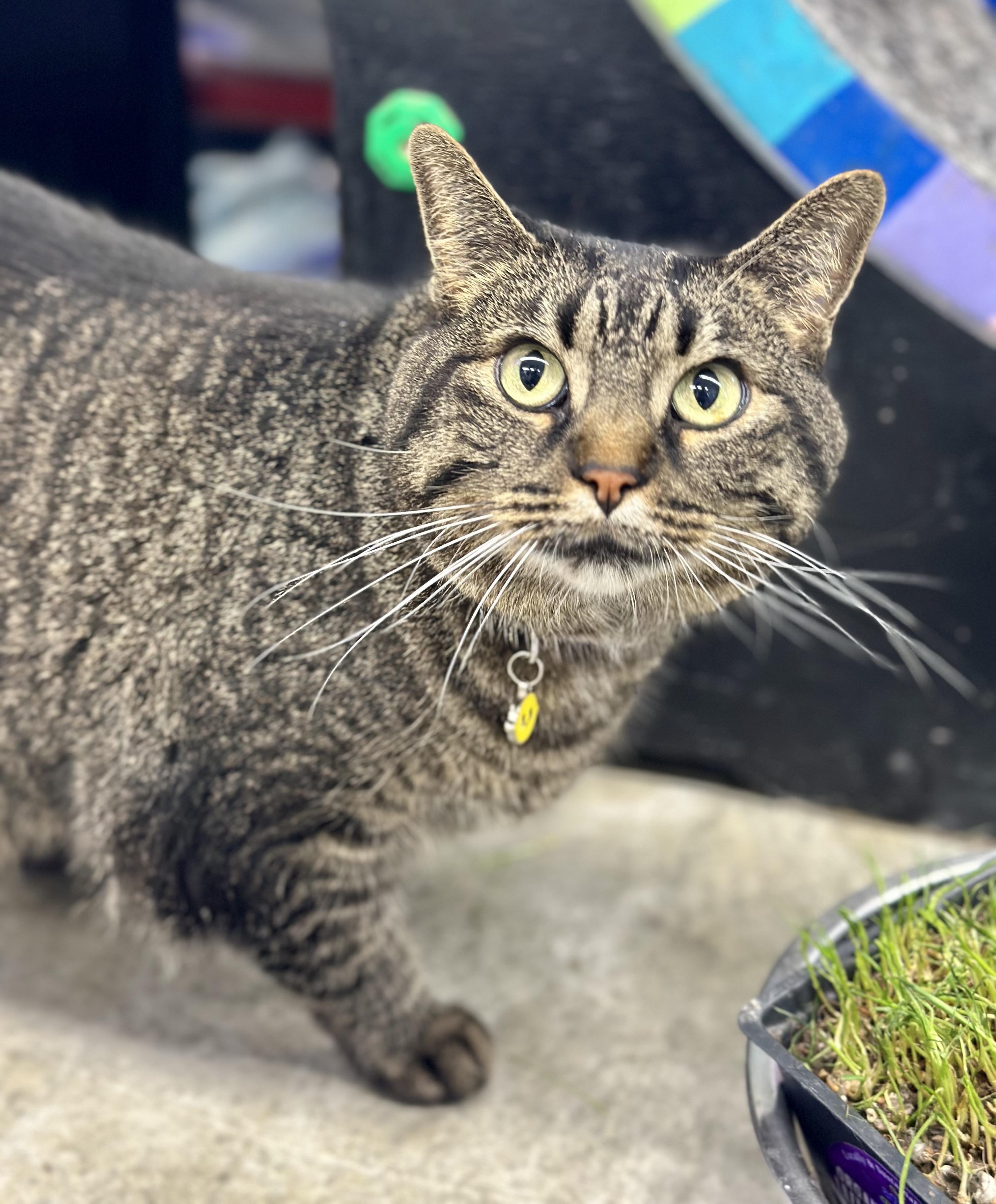 Enlarge Kristin Marie, a Adoptable Domestic Short Hair in Faribault, MN image 3/3